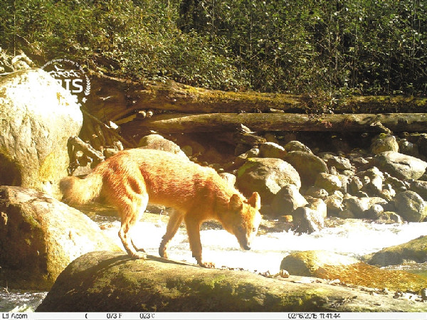 西藏生物多样性影像调查 首次拍到大灵猫清晰影像