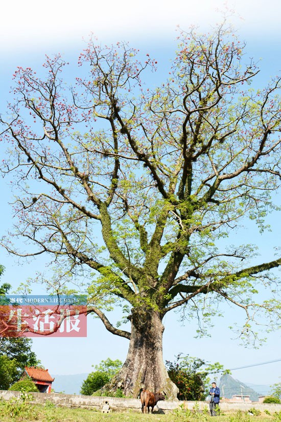 广西木棉王树龄有500多年胸径5.16米 仲春焕新颜