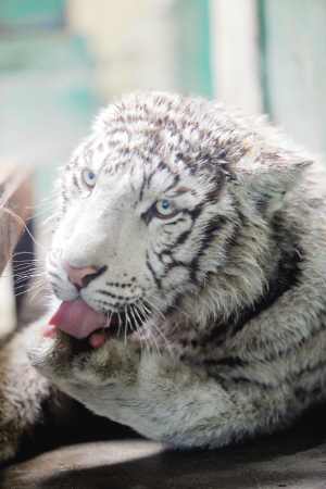 小非洲狮和小白虎入住天津动物园