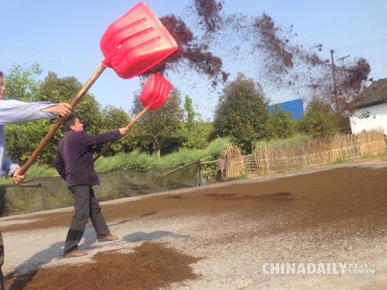 计景清：将浮梁茶推向世界——一个浮梁茶人的责任和追求