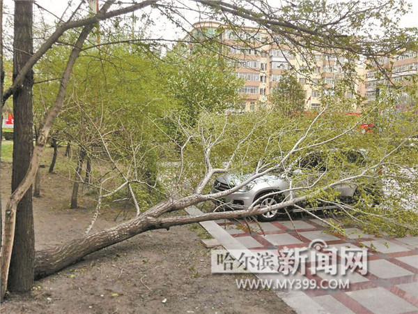 哈尔滨市进入“大风天模式” 大风吹折行道树 有的树还砸了车