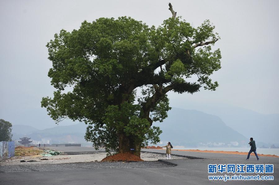 江西吉水：马路让着古树走