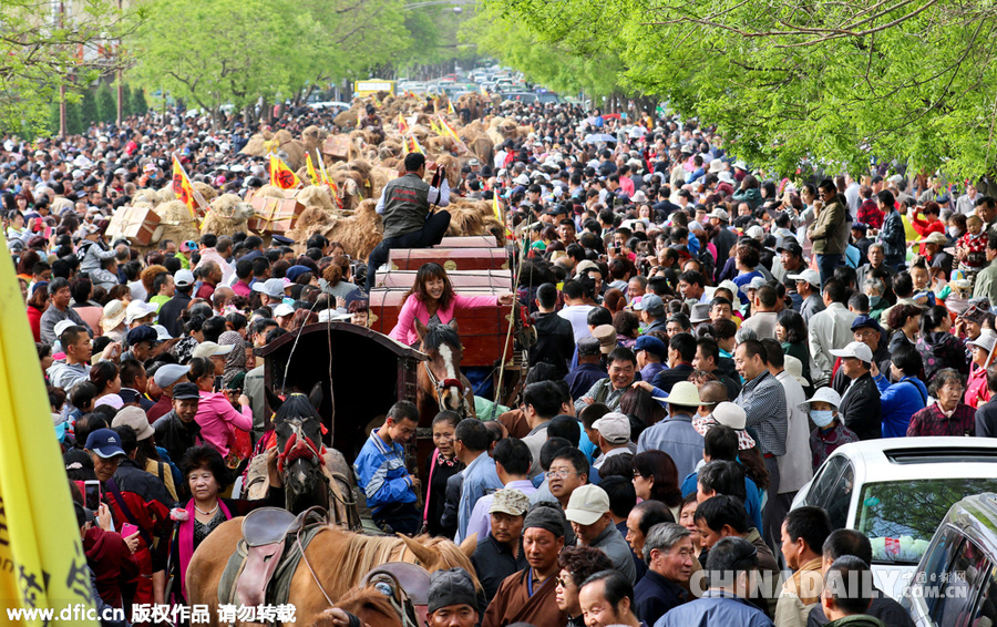 甘肃：百峰驼队重走丝绸之路 数十万人目睹盛况
