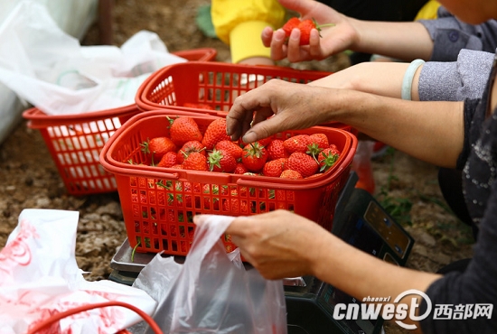 西安草莓基地未用致癌农药 层层检测可放心食用