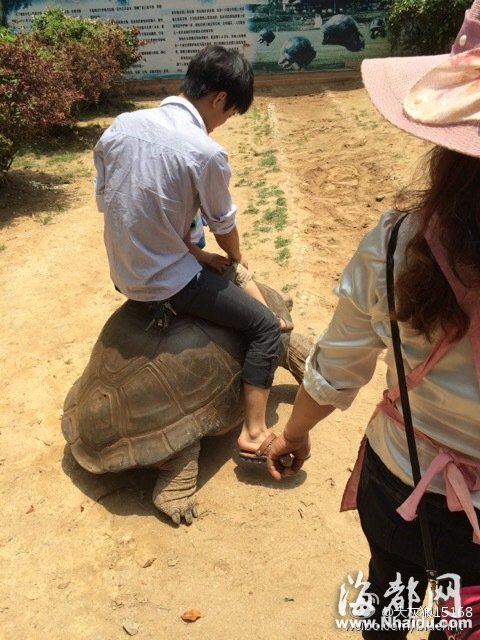 厦门海沧动物园虐待动物？百年象龟被迫接客