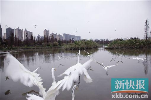 广州7个新湿地公园今年迎客 2年还将有8个
