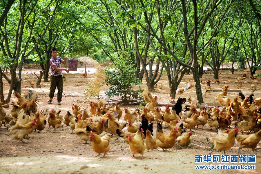 大学生“鸡倌”与他的“可视化”农场