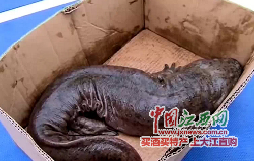 武宁渔民捕获2.7公斤重娃娃鱼放生 获千元奖励