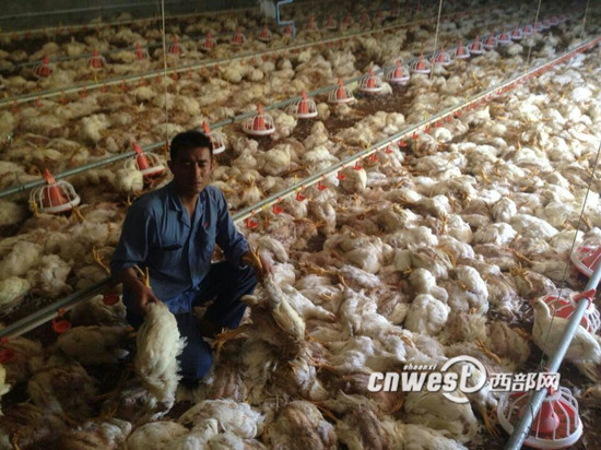 宝鸡一养鸡场凌晨突然断电 7000余只鸡缺氧致死