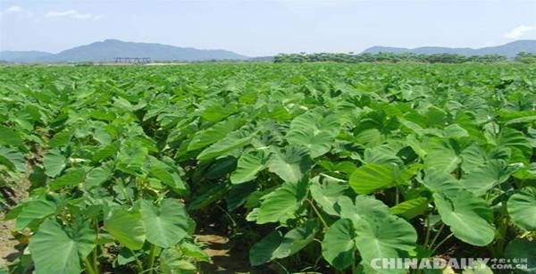 江西铅山县：以工业手段发展特色农业