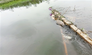 龙岗河部分河段现大片死鱼 居民怀疑周边工厂偷排污水