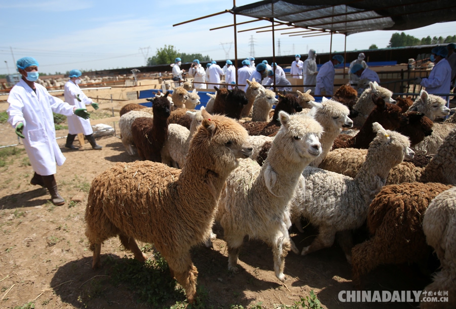 国内首次大规模进口羊驼 946头在京郊检疫