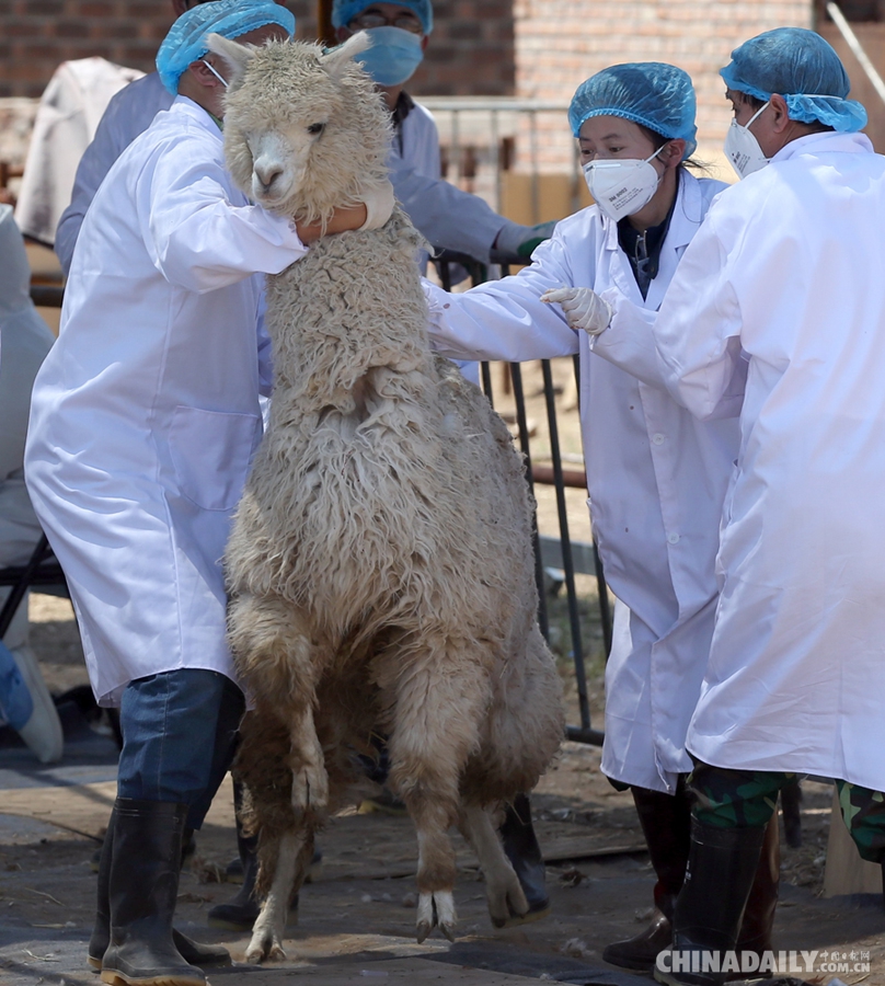 国内首次大规模进口羊驼 946头在京郊检疫