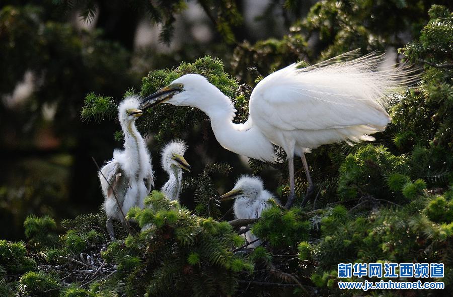 象山白鹭进入繁殖旺季
