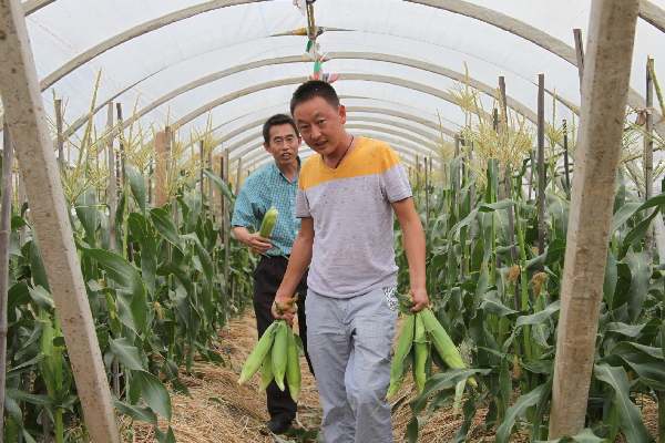 昆明东川成功种出台湾水果玉米 八月可大量上市