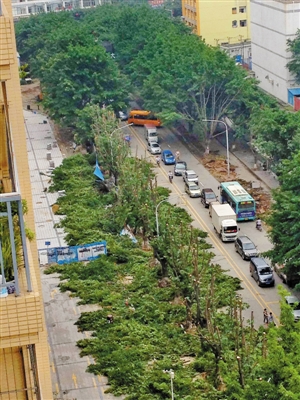 迁移百棵大树引居民不满 街道称系交通改造升级项目