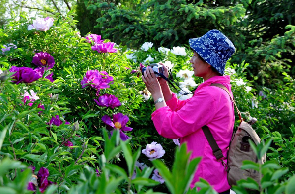 兰州：借力“一带一路” 中川国际牡丹文化生态旅游节将于5月17日开幕