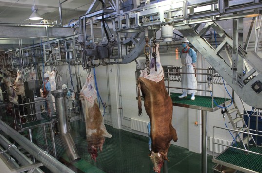 甘肃：西北最大的肉牛加工基地正式投产