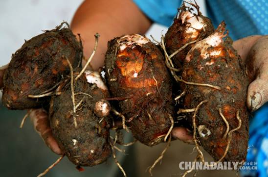 江西铅山大力发展红芽芋产业 实现农民增收