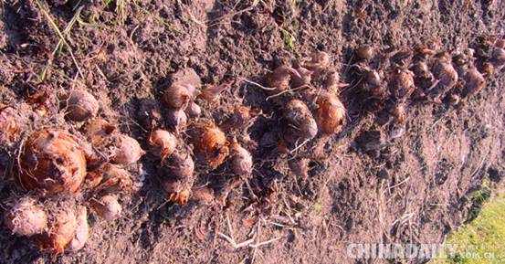 江西铅山大力发展红芽芋产业 实现农民增收