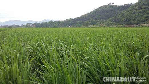 江西省农业厅厅长胡汉平视察广丰区绿锦农业产业园