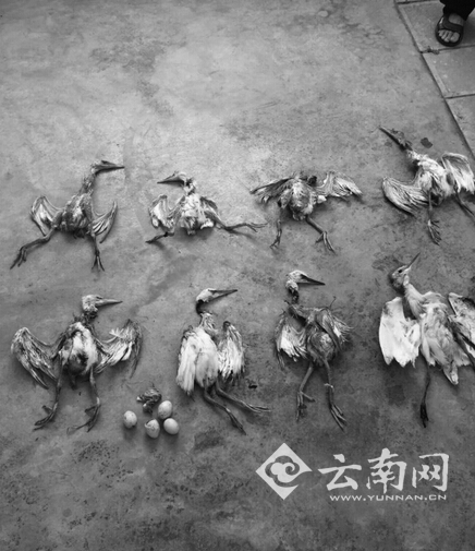 云南:4名男子鹤庆草海湿地捕杀白鹭被处罚