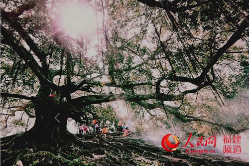 漳浦“夫妻树”成岁月静好传奇 村民拿锄头赶跑砍古樟树的人
