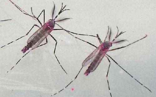 科学家在广州释放50万只蚊子