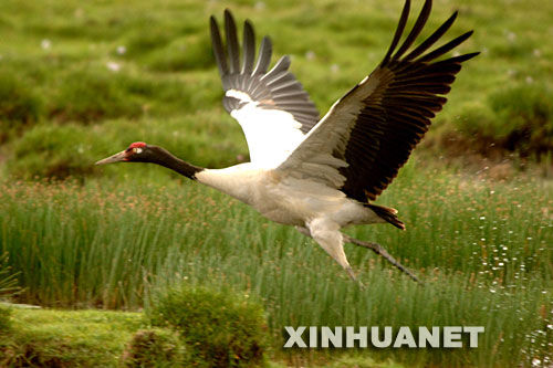 四川甘孜察青松多保护区首次发现国家一级保护动物黑颈鹤
