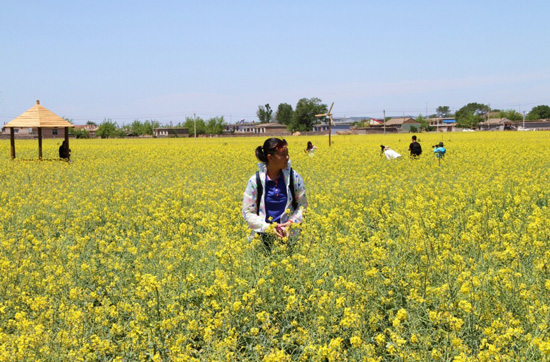 万亩油菜花绽放大连裴屯村