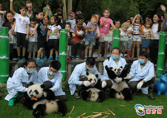 多国儿童与广州长隆大熊猫三胞胎共度“六一”