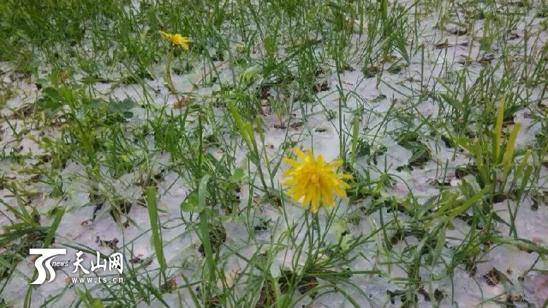 6月1日新疆和布克赛尔县遭受雨雪冰雹袭击