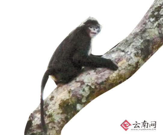 滇金丝猴生存告急 科学家建议：启动国家保护系统工程