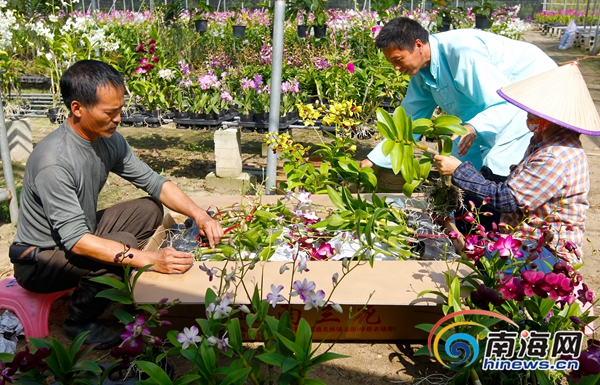 海南十市县被纳入全国新型职业农民培育工程示范县