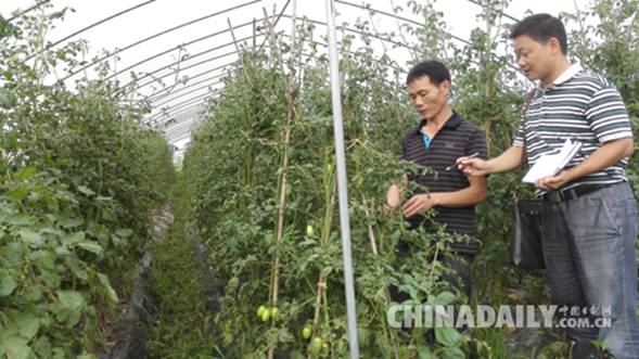 江西永丰：蔬菜大县种出高品质蔬菜