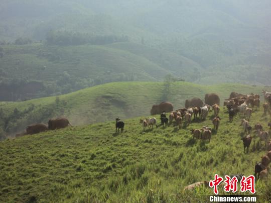 19头亚洲野象现身普洱咖啡庄园 与牛群嬉戏