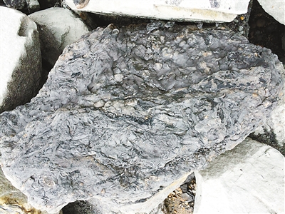 重庆北碚废石堆里发现二叠纪木化石 比恐龙至少早5000万年