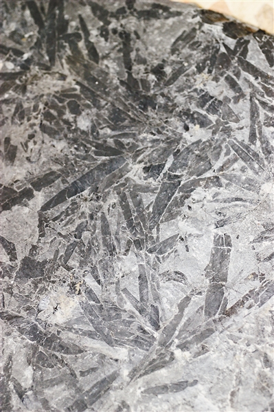 重庆北碚废石堆里发现二叠纪木化石 比恐龙至少早5000万年