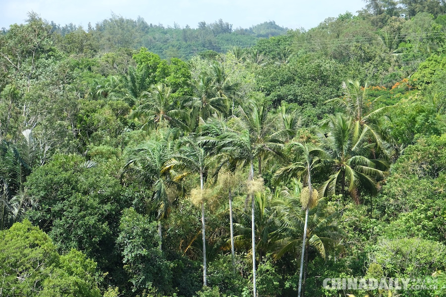 以生态保护为主业的景区——兴隆热带花园