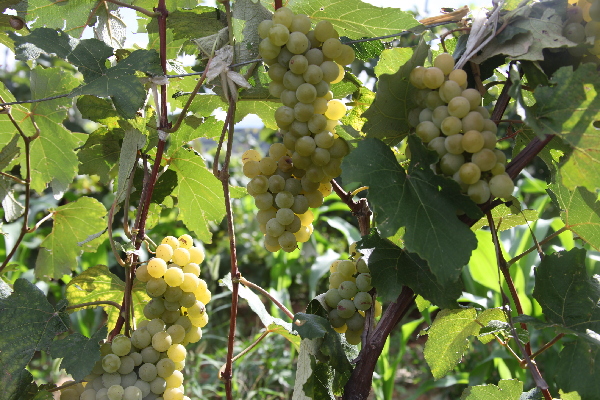 东川大营盘800余亩葡萄成熟