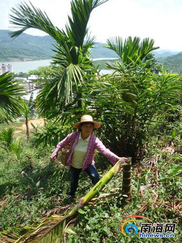 琼中农户承包土地所种千余株槟榔被砍 林业局：正常执法