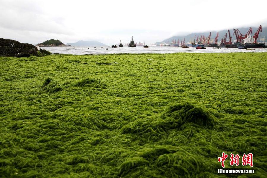 浒苔侵袭连云港 海岸覆盖大面积“绿毯”