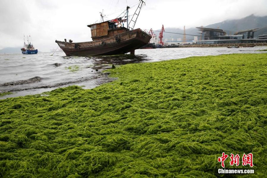 浒苔侵袭连云港 海岸覆盖大面积“绿毯”