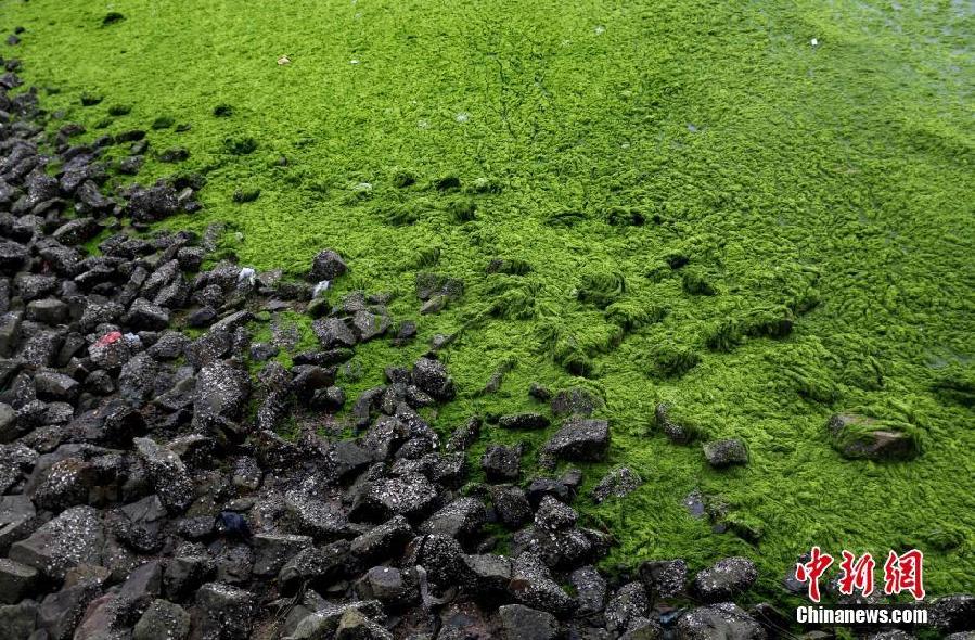 浒苔侵袭连云港 海岸覆盖大面积“绿毯”