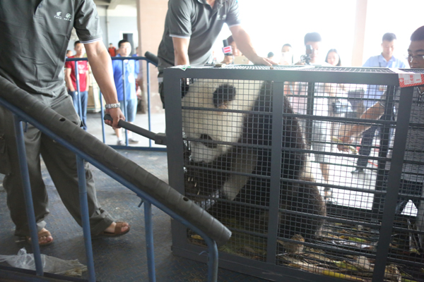 大熊猫空降长春 3位专家随行看护