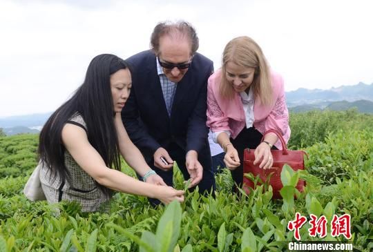 阿根廷大使探访贵州茶山 赞茶叶是两国友谊纽带