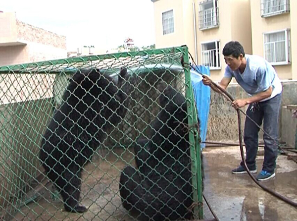 云南：村民误将黑熊当宠物狗养