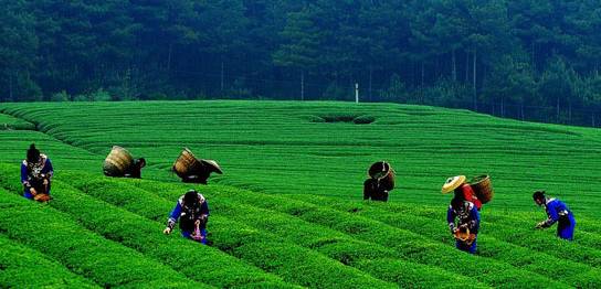 沿河：着力打造生态茶产业品牌