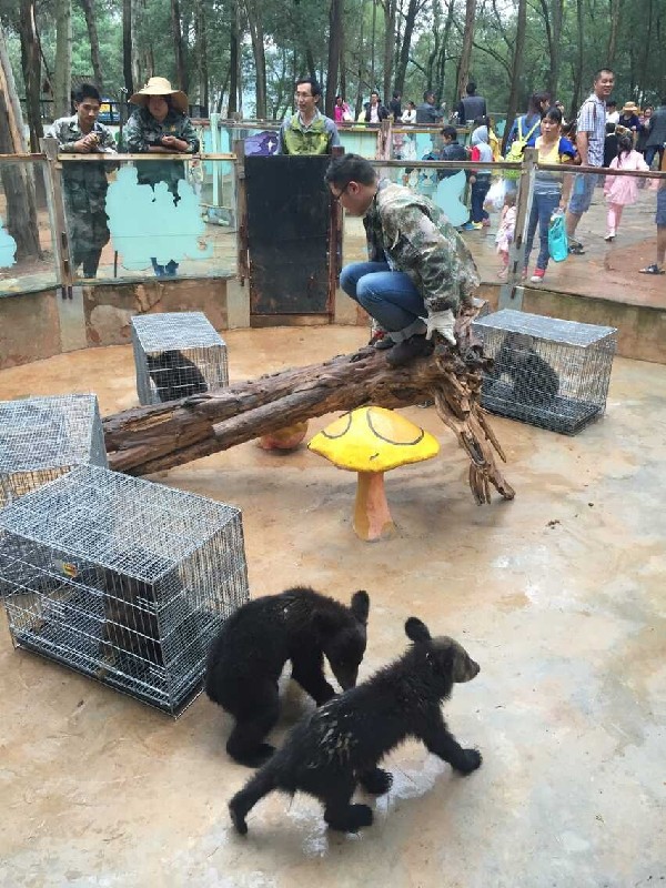 云南野生动物园新引进6只棕熊