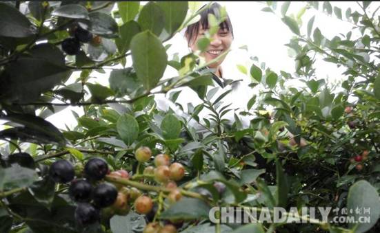 江西蓝晶农业：助力安福打造世界蓝莓之乡